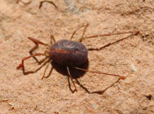 Erythraeus sp.